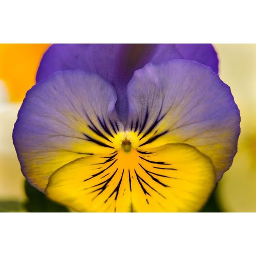 Blue yellow Garden Pansy Blooming macro-Bellevue-Washington State Cold Weather flowers